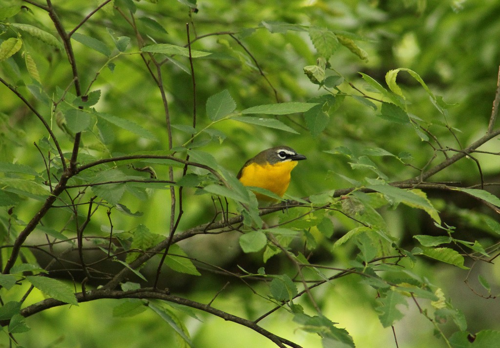 Yellow-breasted Chat - ML159455911