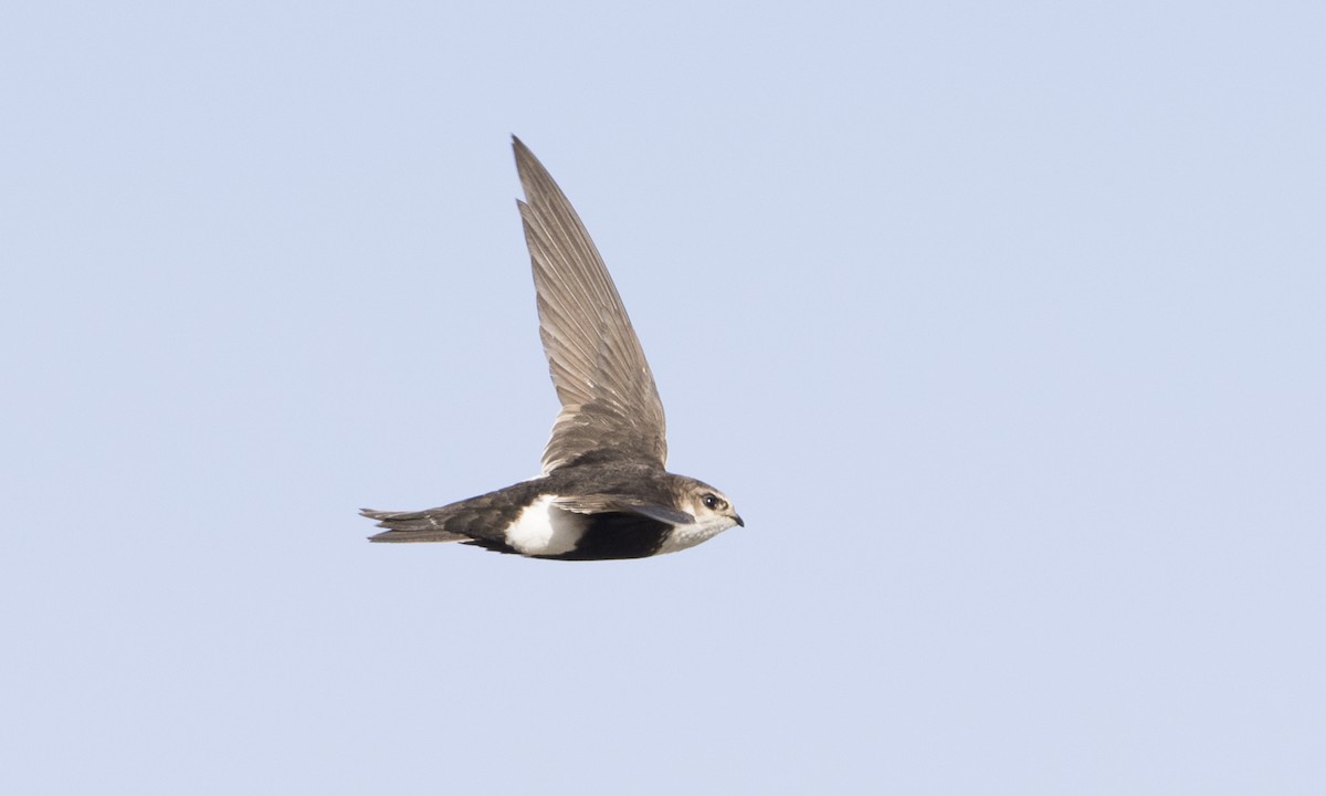 White-throated Swift - ML159455961