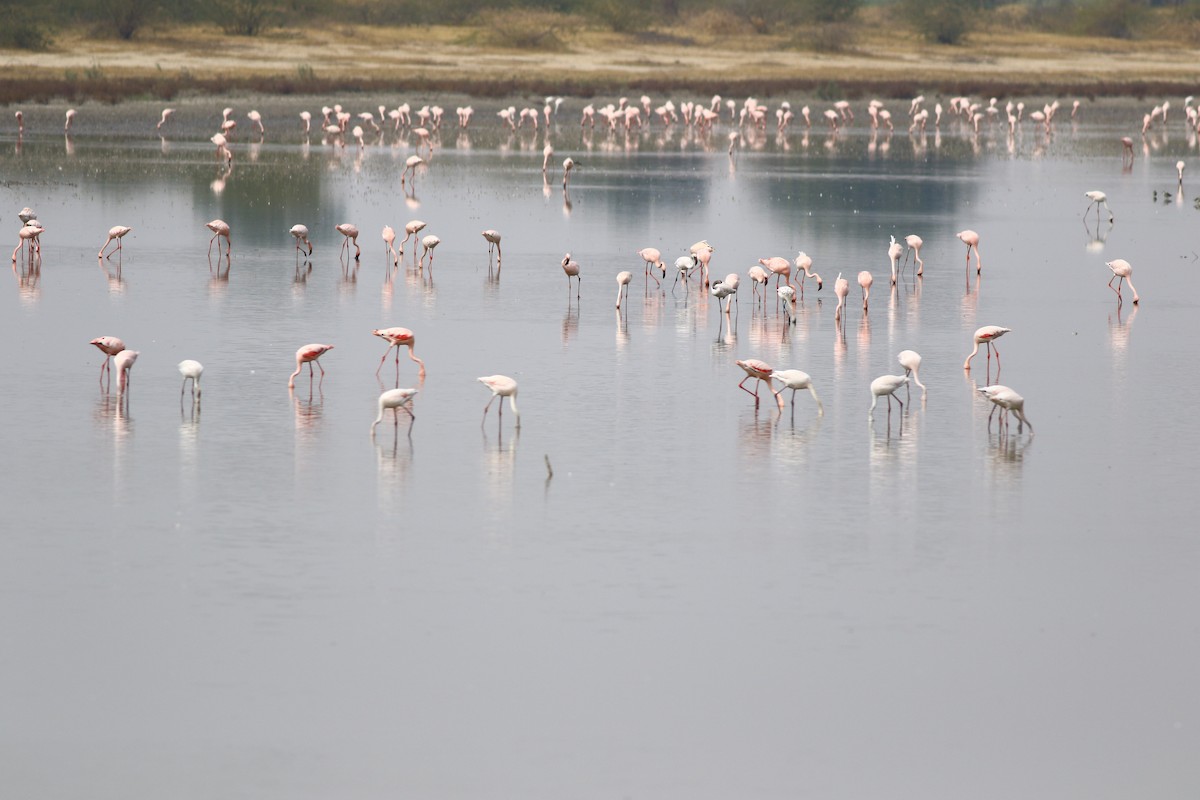 Greater Flamingo - ML159460081