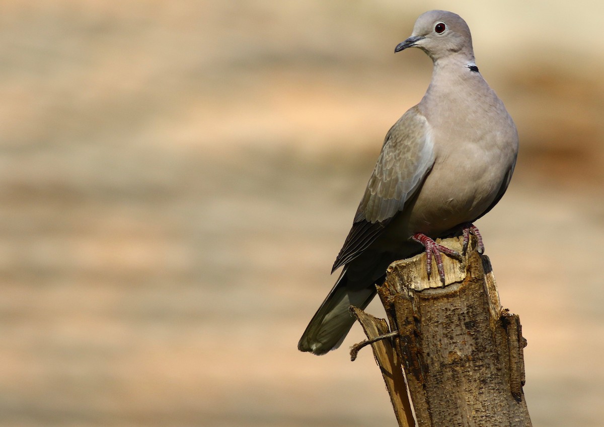 Eurasian Collared-Dove - Sudhir Herle