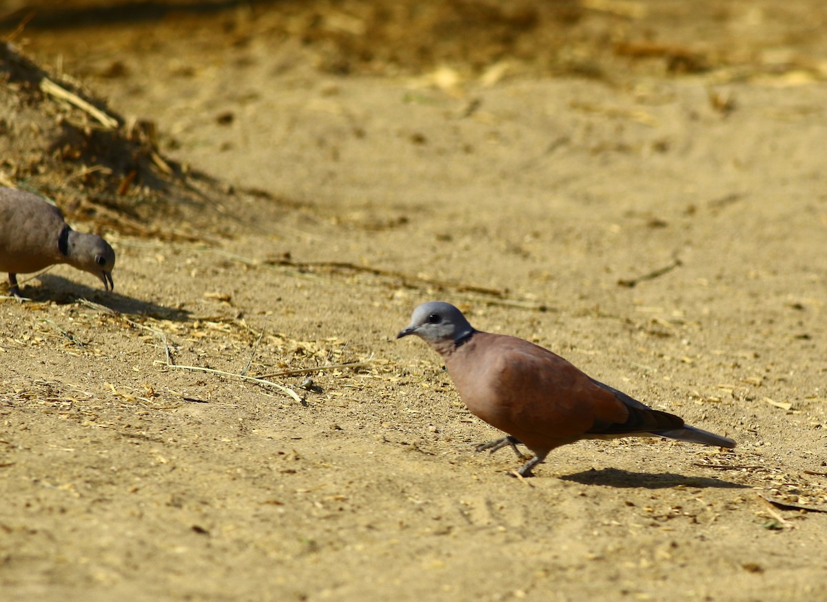 Red Collared-Dove - Sudhir Herle