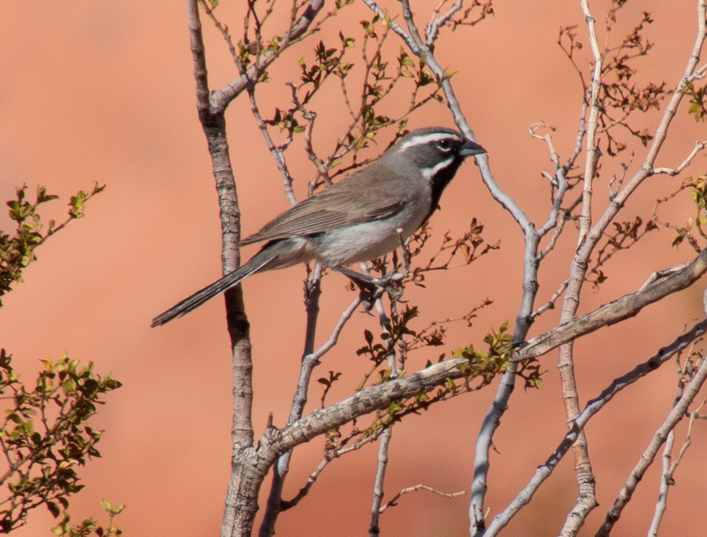 Black-throated Sparrow - ML159461001