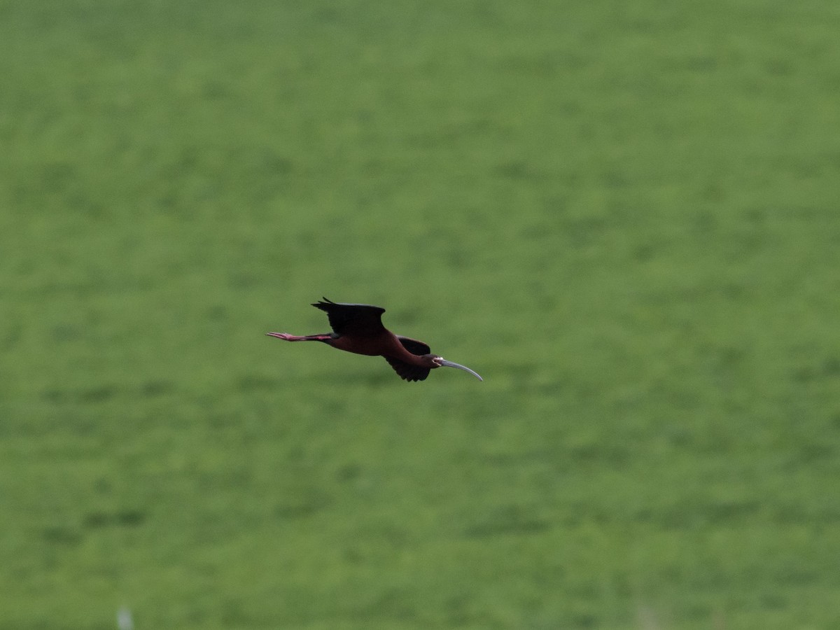 ibis americký - ML159461951