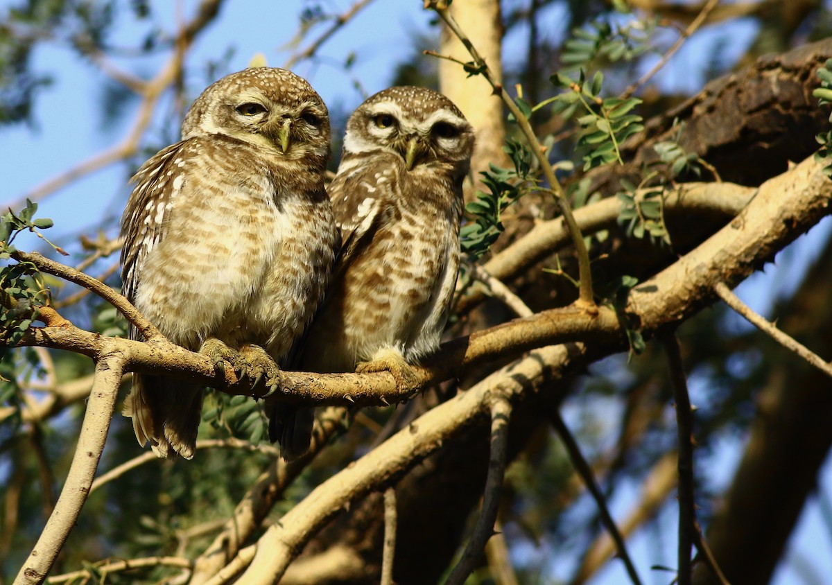 Spotted Owlet - ML159462731