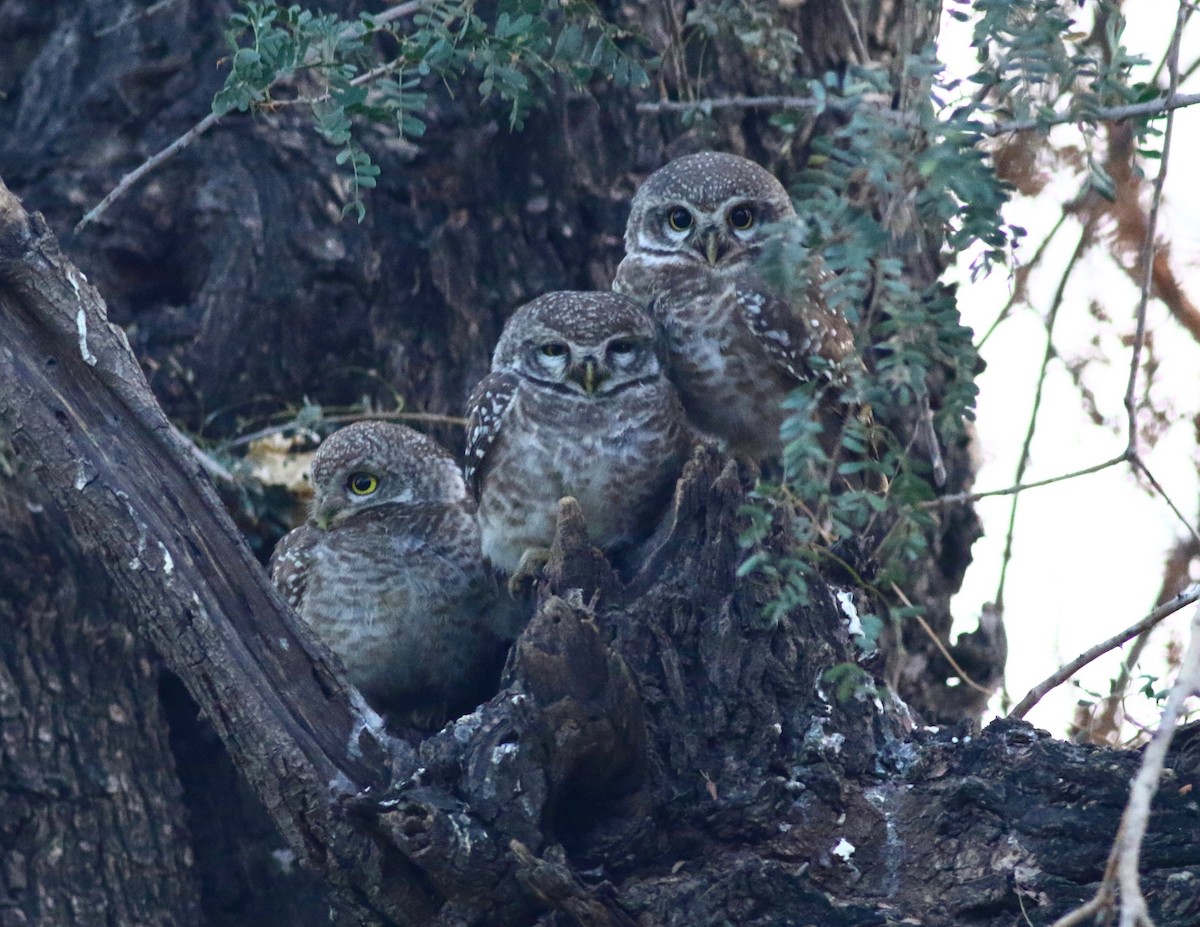 Spotted Owlet - ML159462771