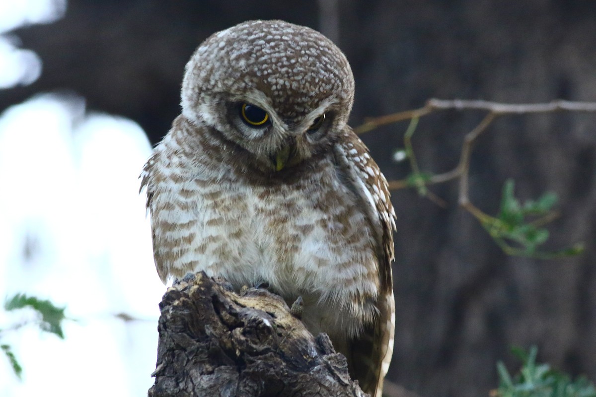 Spotted Owlet - ML159462791