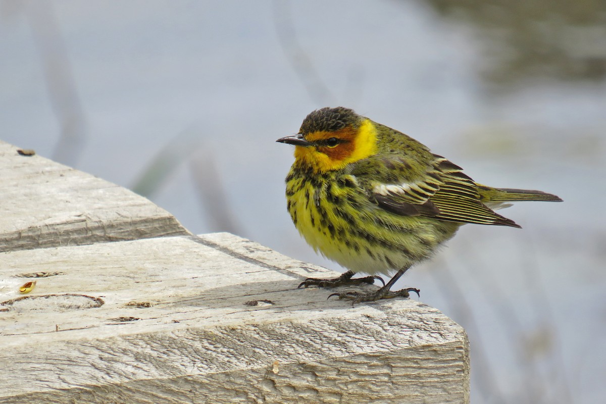 Cape May Warbler - ML159463251
