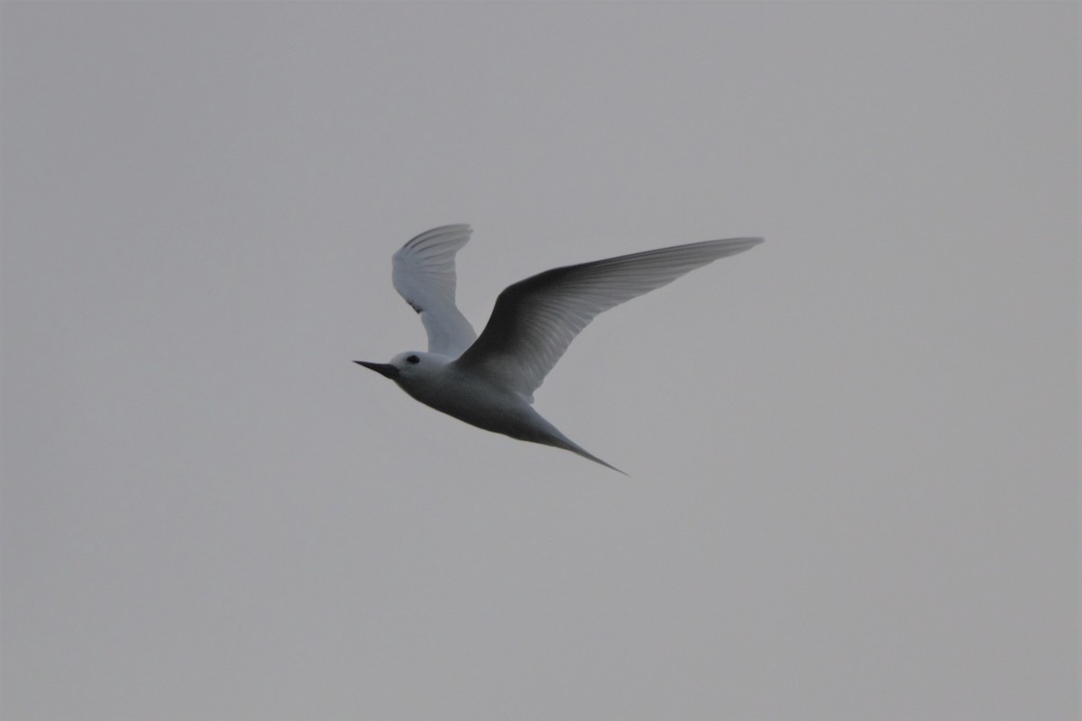 White Tern - ML159466811