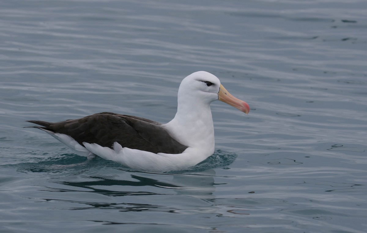 Black-browed Albatross - Geoff Dennis