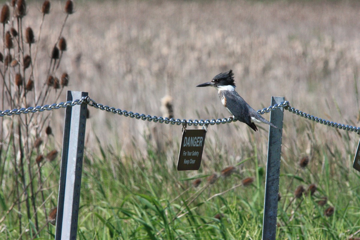 Belted Kingfisher - ML159470351