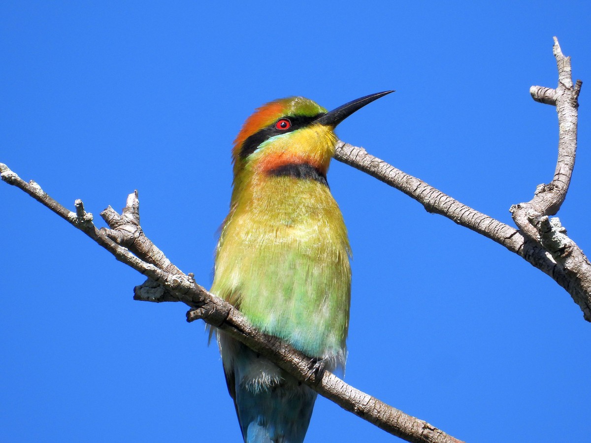 Rainbow Bee-eater - ML159470461