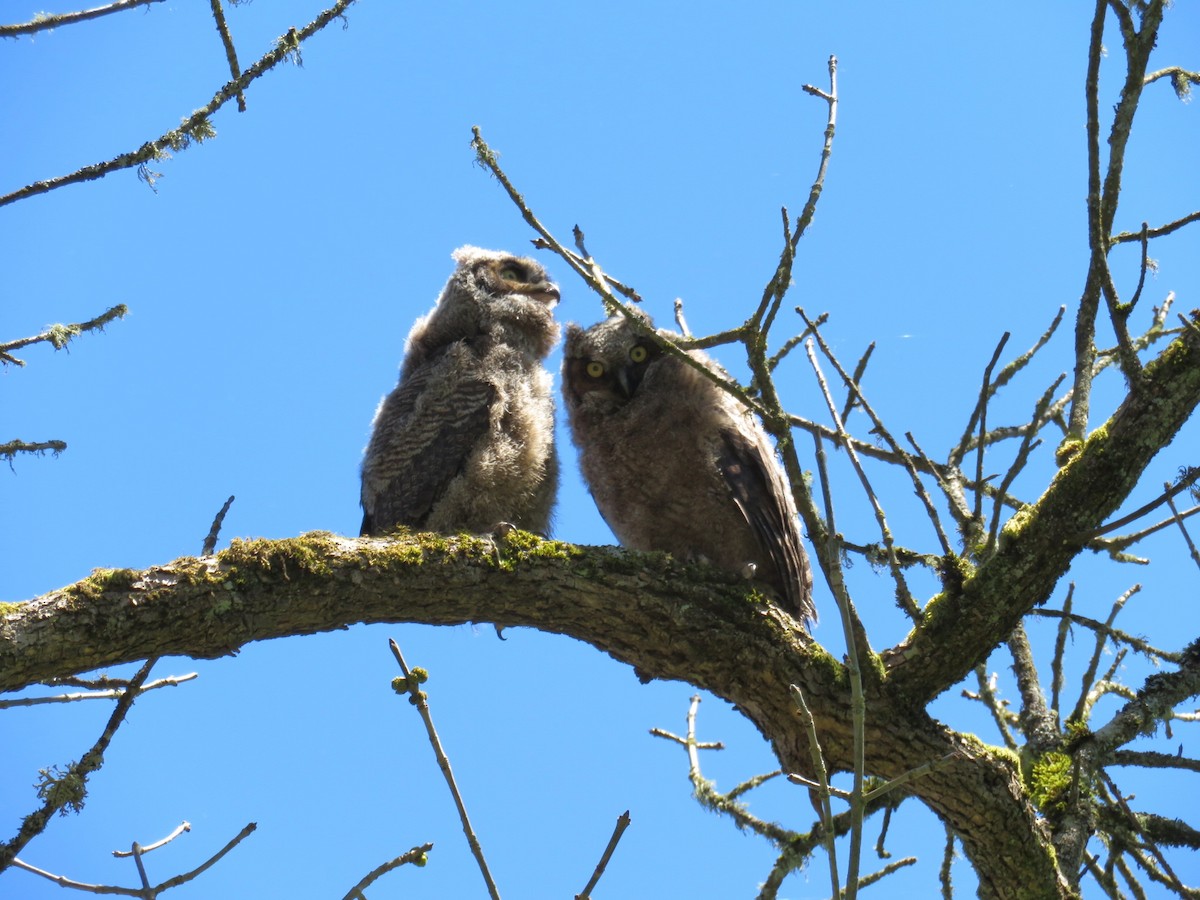 Great Horned Owl - ML159471121