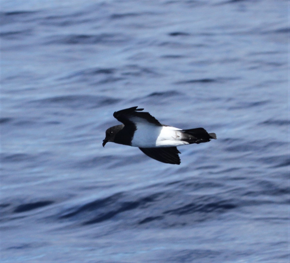 White-bellied Storm-Petrel - Peter Carr