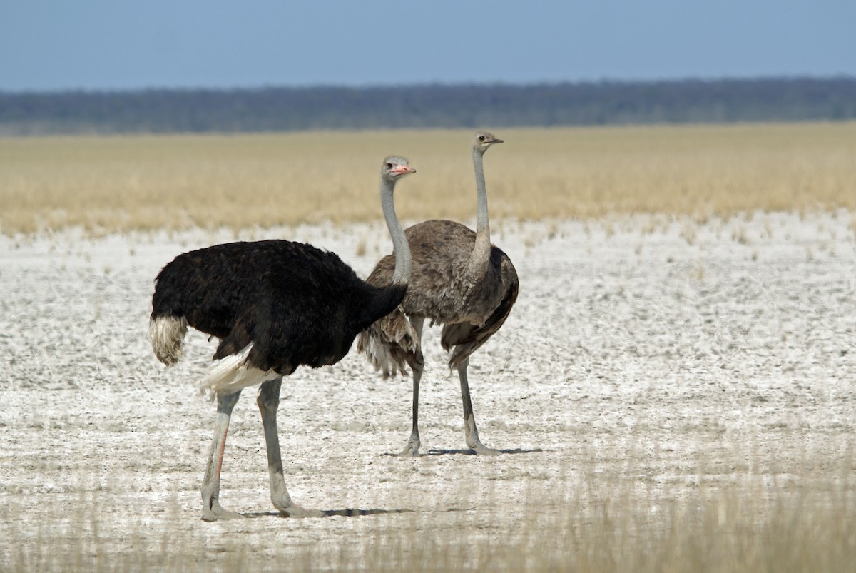 Common Ostrich - Peter & Shelly Watts