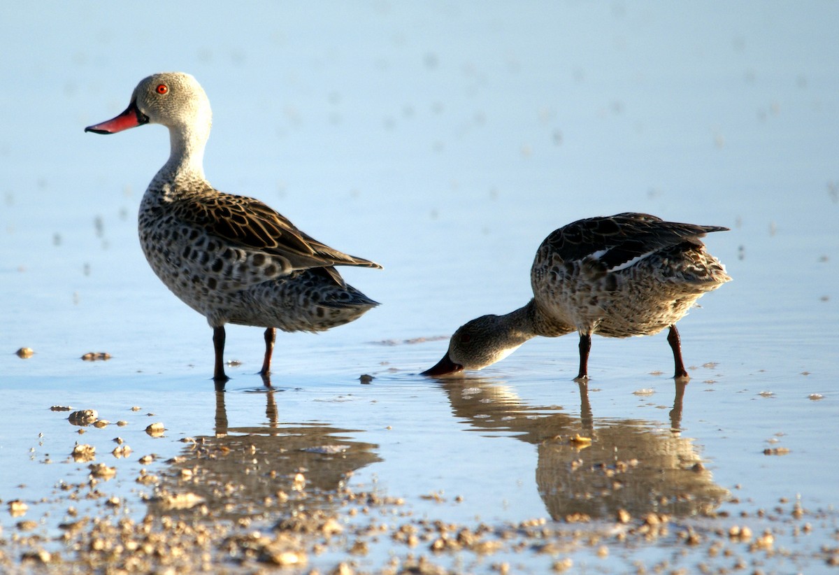 Cape Teal - Peter & Shelly Watts