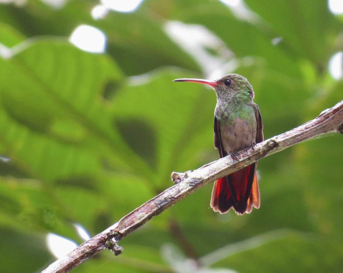 Rufous-tailed Hummingbird - Pipe Toro