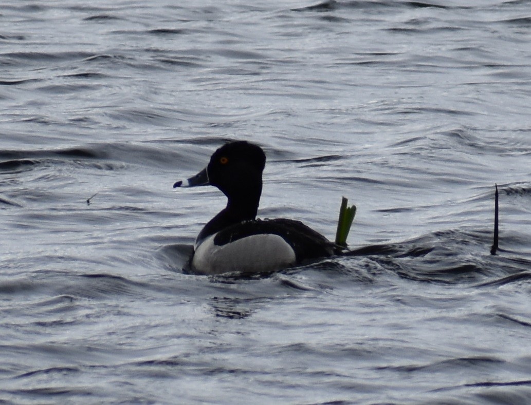 Ring-necked Duck - Katy Banning
