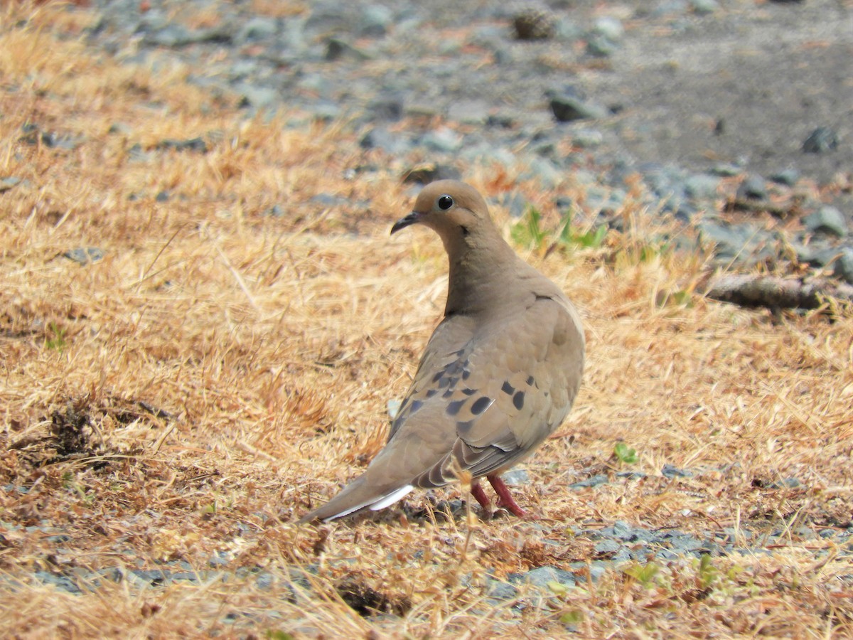 Mourning Dove - Cliff Cordy