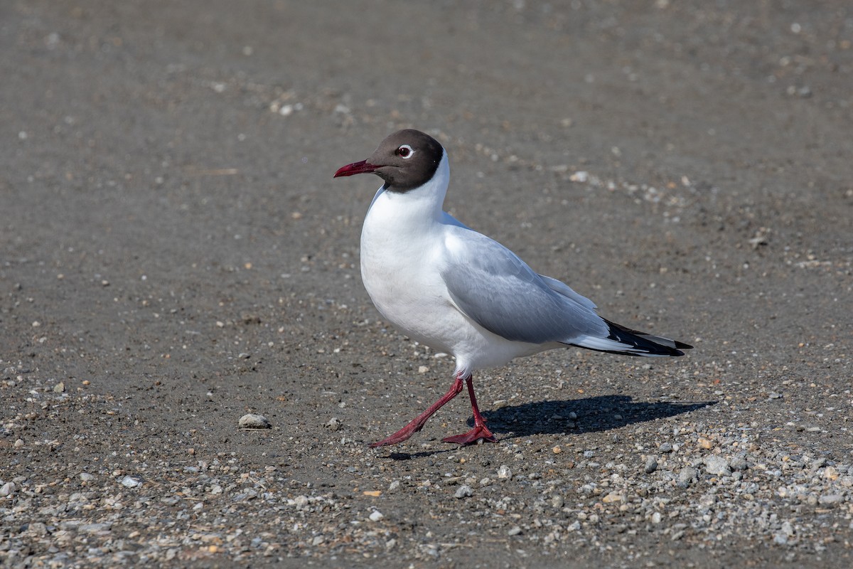 Black-headed Gull - Kate Persons