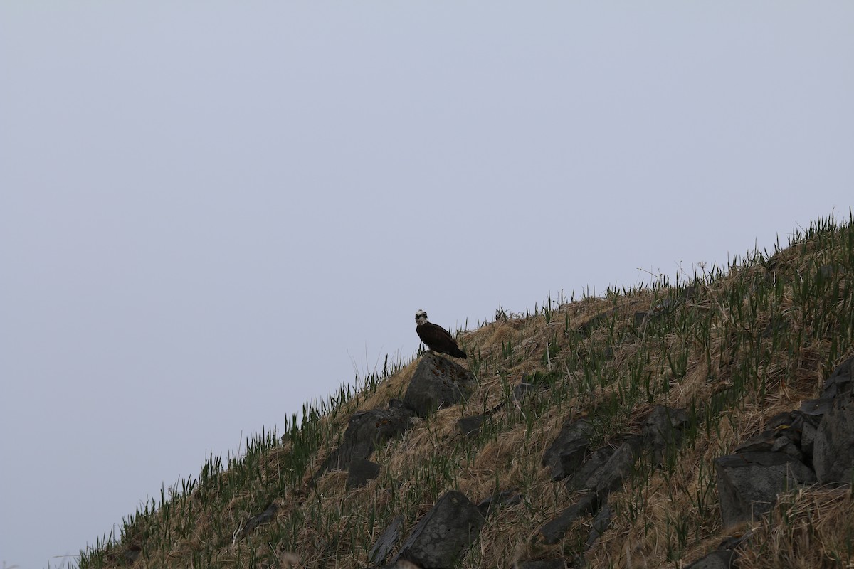 Águila Pescadora (haliaetus) - ML159487891