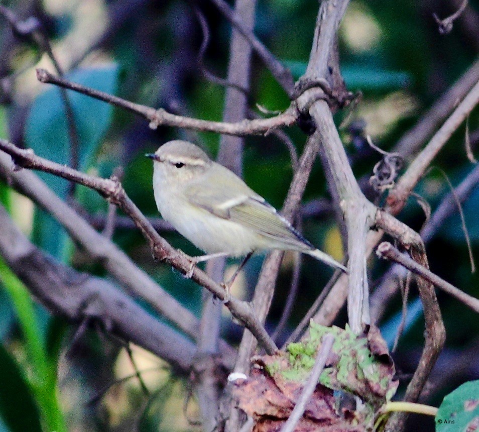 Hume's Warbler - ML159488851