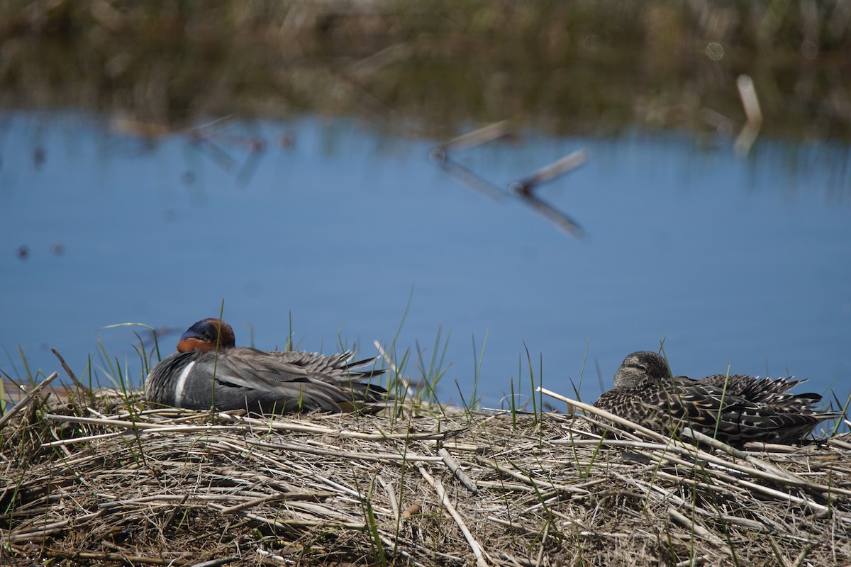 Green-winged Teal - ML159489191