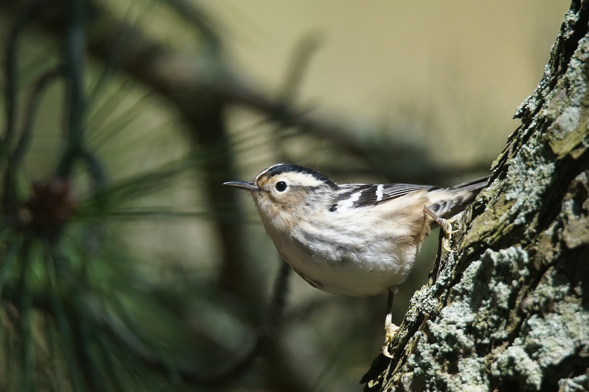 Black-and-white Warbler - ML159489331