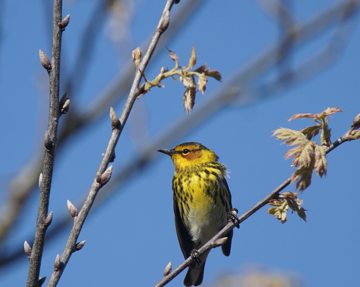 Cape May Warbler - ML159489371