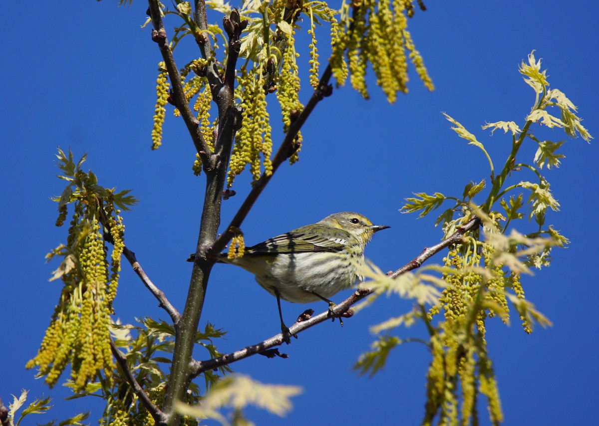 Cape May Warbler - ML159489391