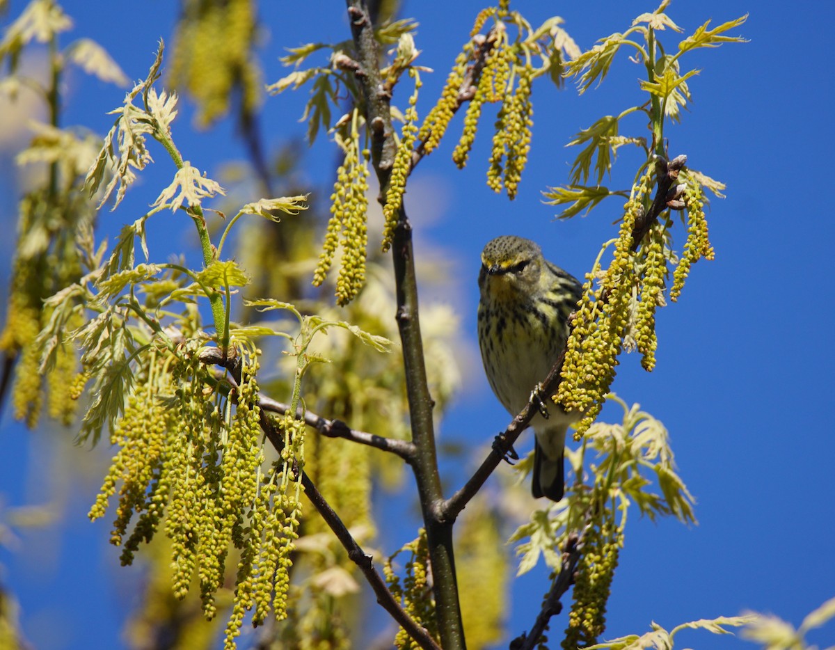 Cape May Warbler - ML159489401