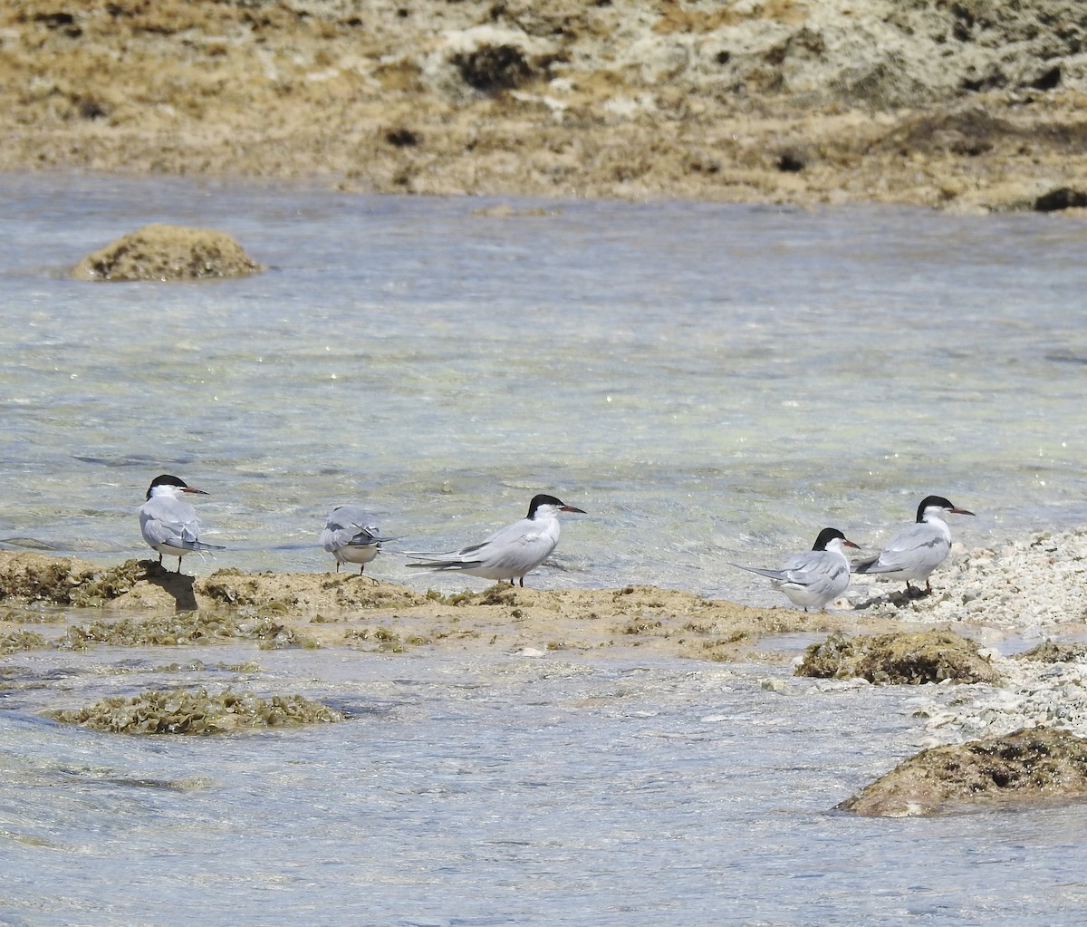 Common Tern - ML159500381