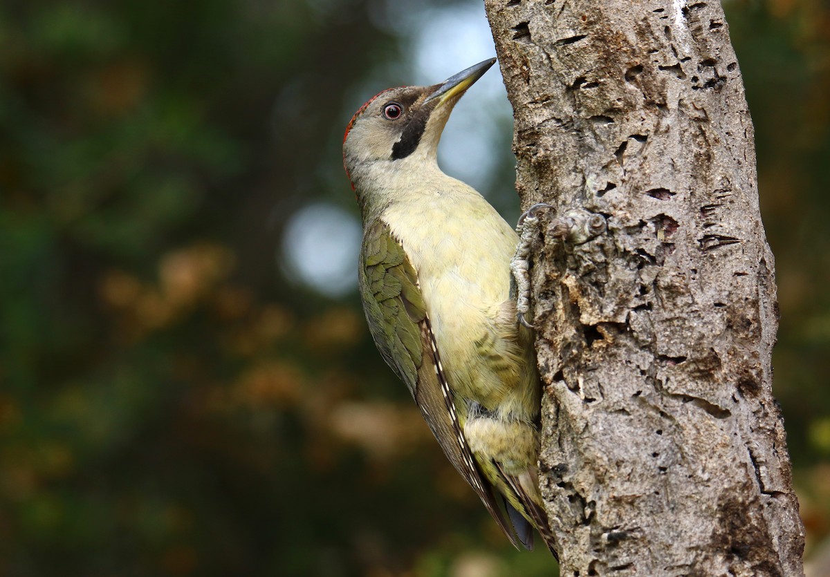 Iberian Green Woodpecker - Marina Ribeiro