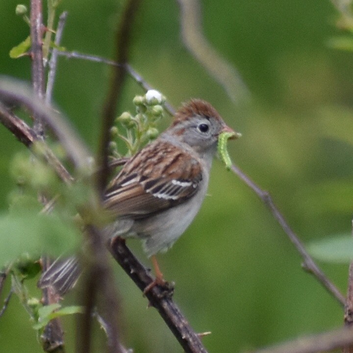 Field Sparrow - Andrew Rapp