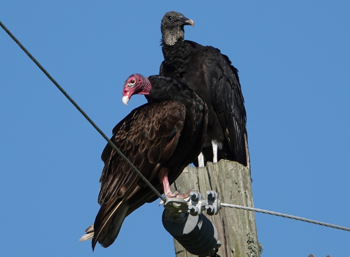Turkey Vulture - ML159503401