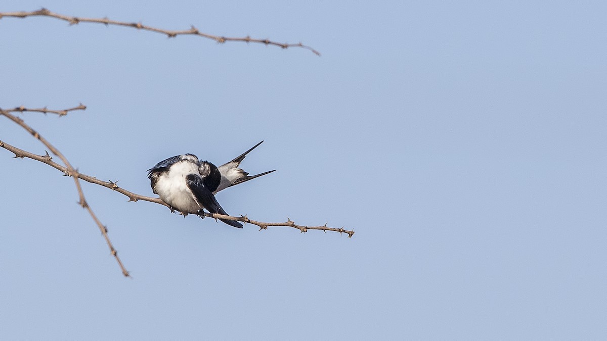 White-tailed Swallow - ML159503991