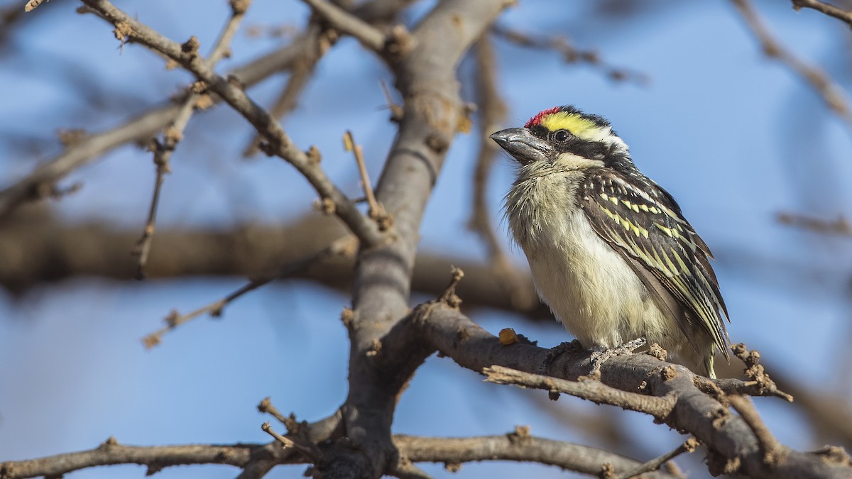 Red-fronted Barbet - ML159504111