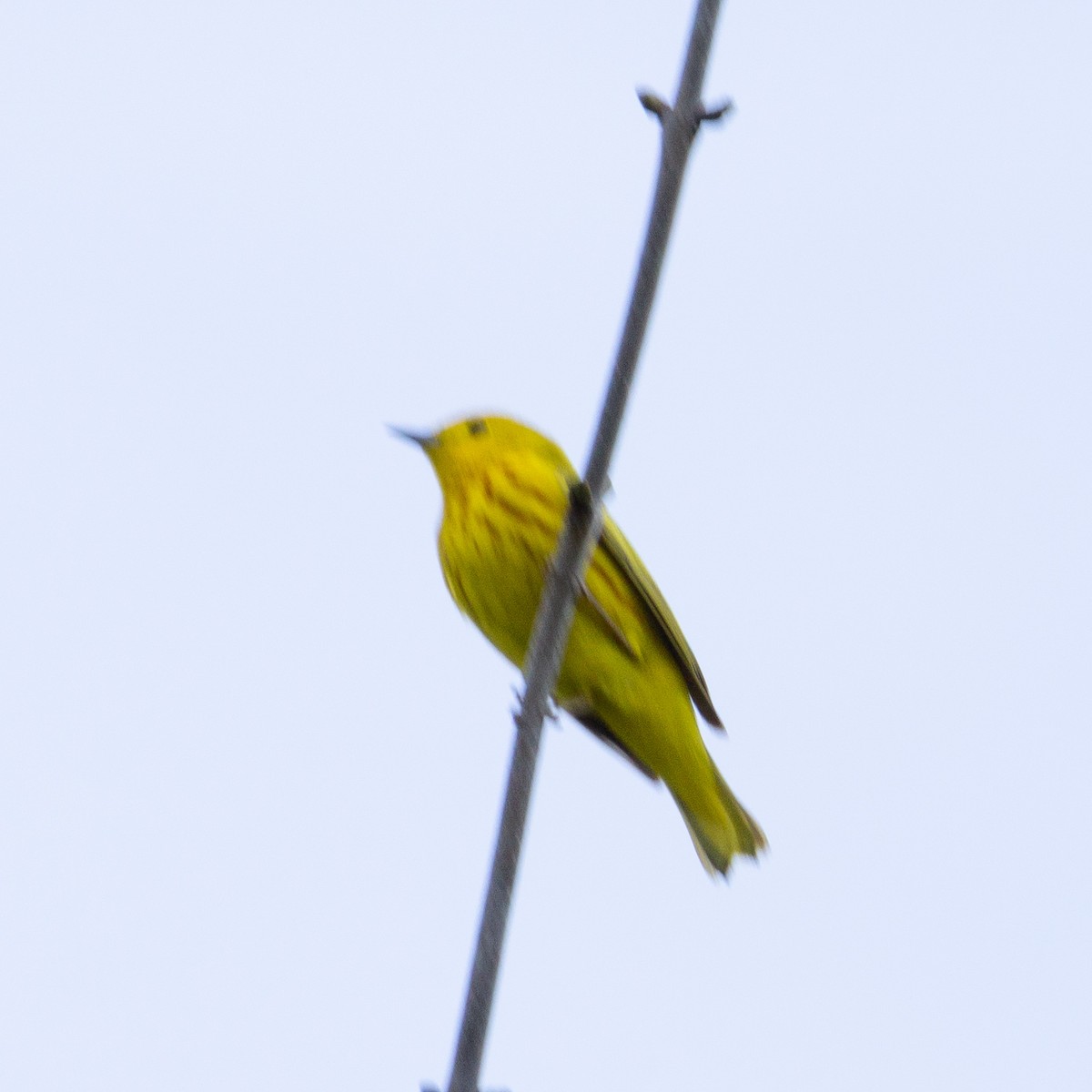 Yellow Warbler - Kyla Herbst