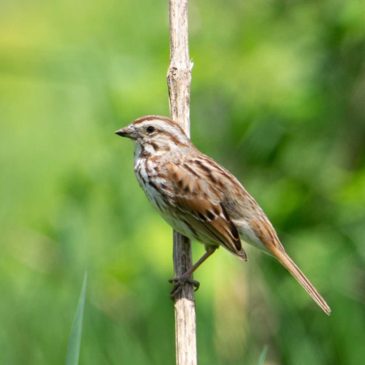 Song Sparrow - Kyla Herbst