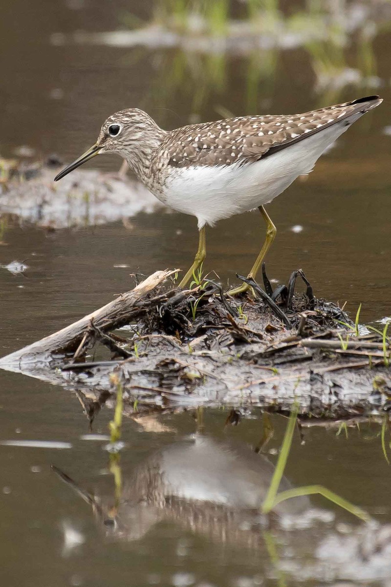 Solitary Sandpiper - Gerry Gerich