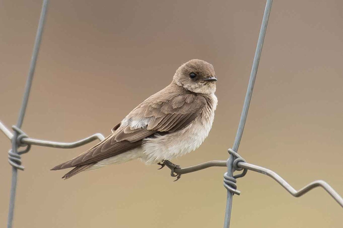 Northern Rough-winged Swallow - ML159513281