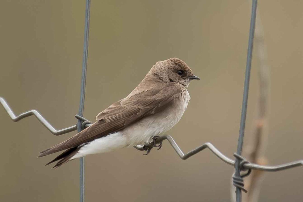 Northern Rough-winged Swallow - Gerry Gerich