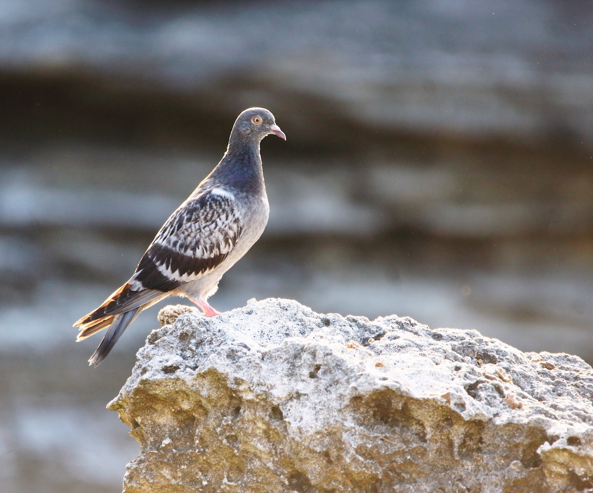 Rock Pigeon (Feral Pigeon) - Neal Morris