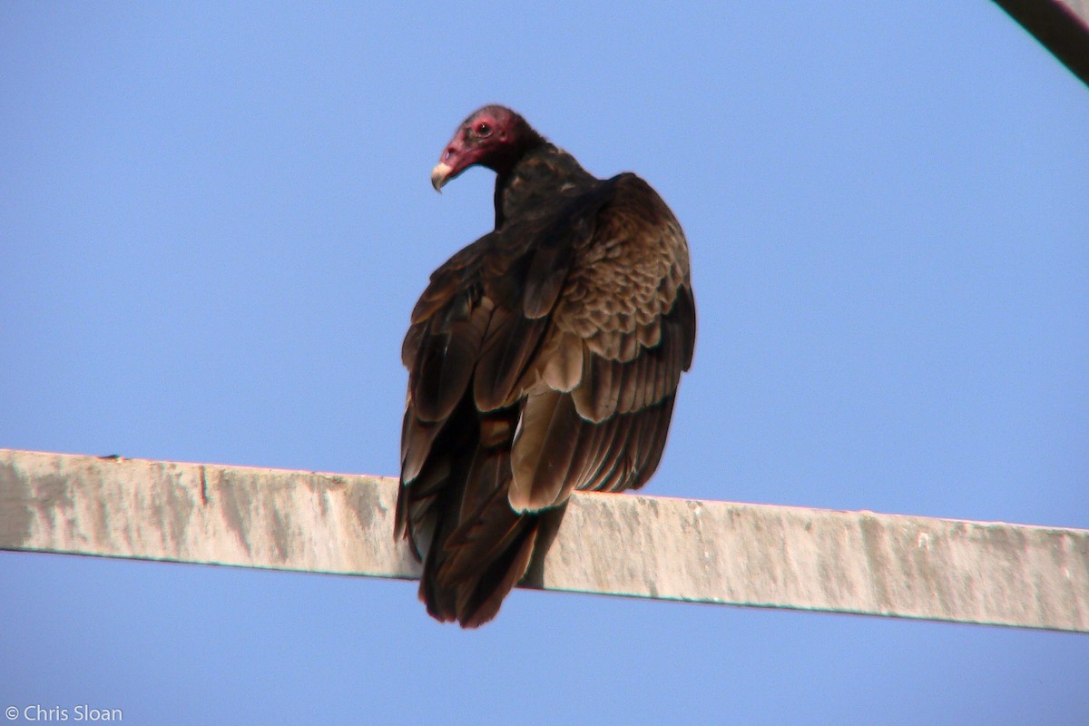 Turkey Vulture - Christopher Sloan