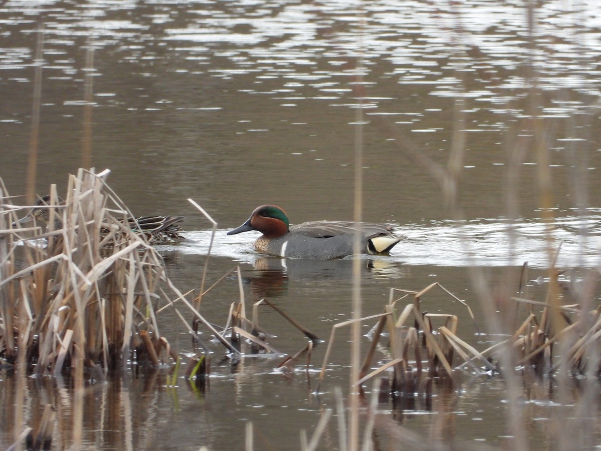 Green-winged Teal - ML159518311