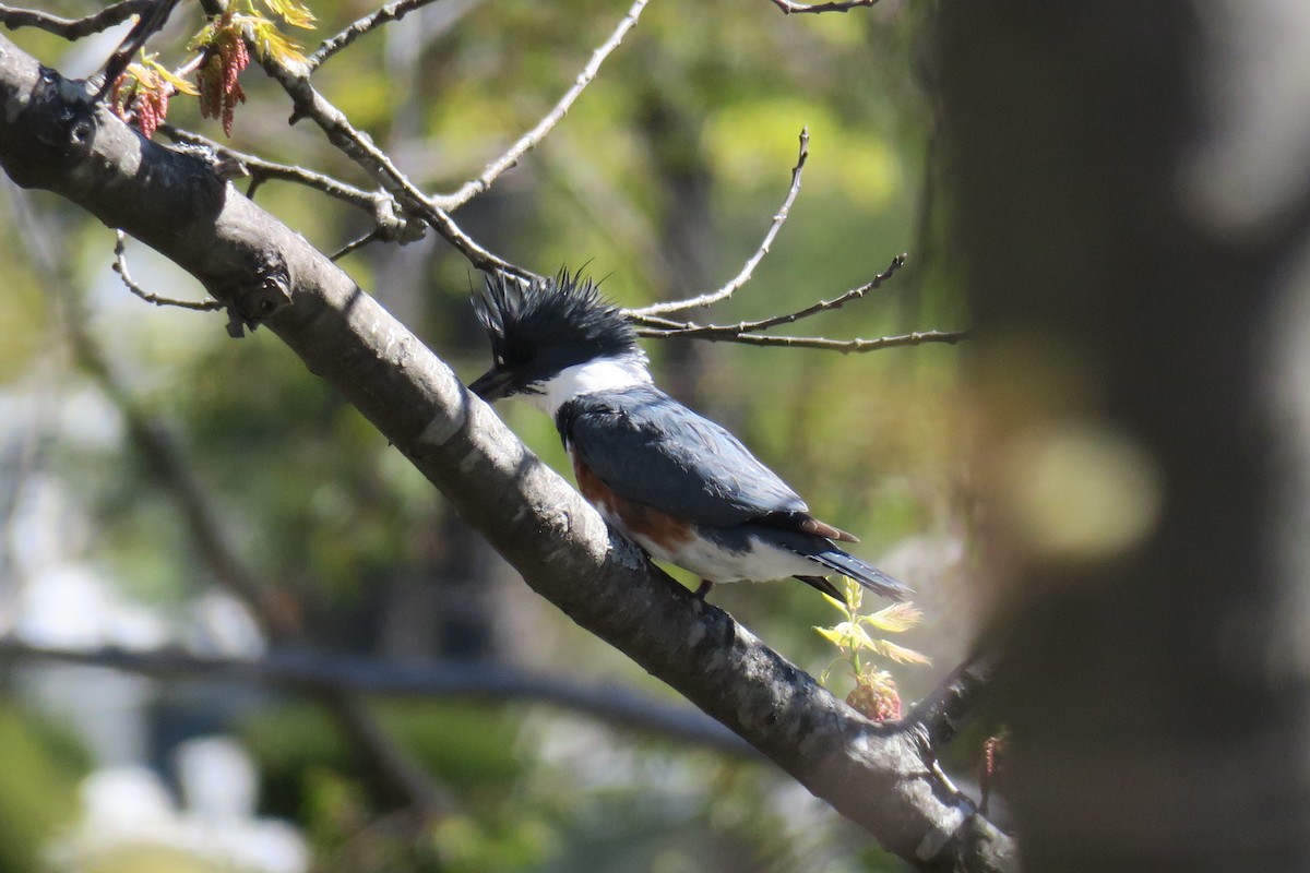 Belted Kingfisher - ML159528661