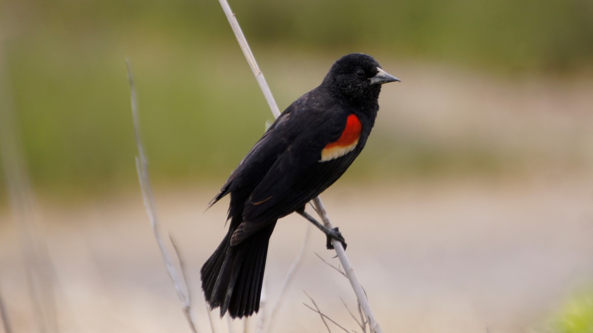 Red-winged Blackbird (Red-winged) - Maxwell Ramey