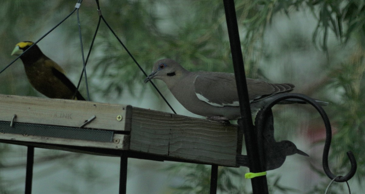 White-winged Dove - ML159531531