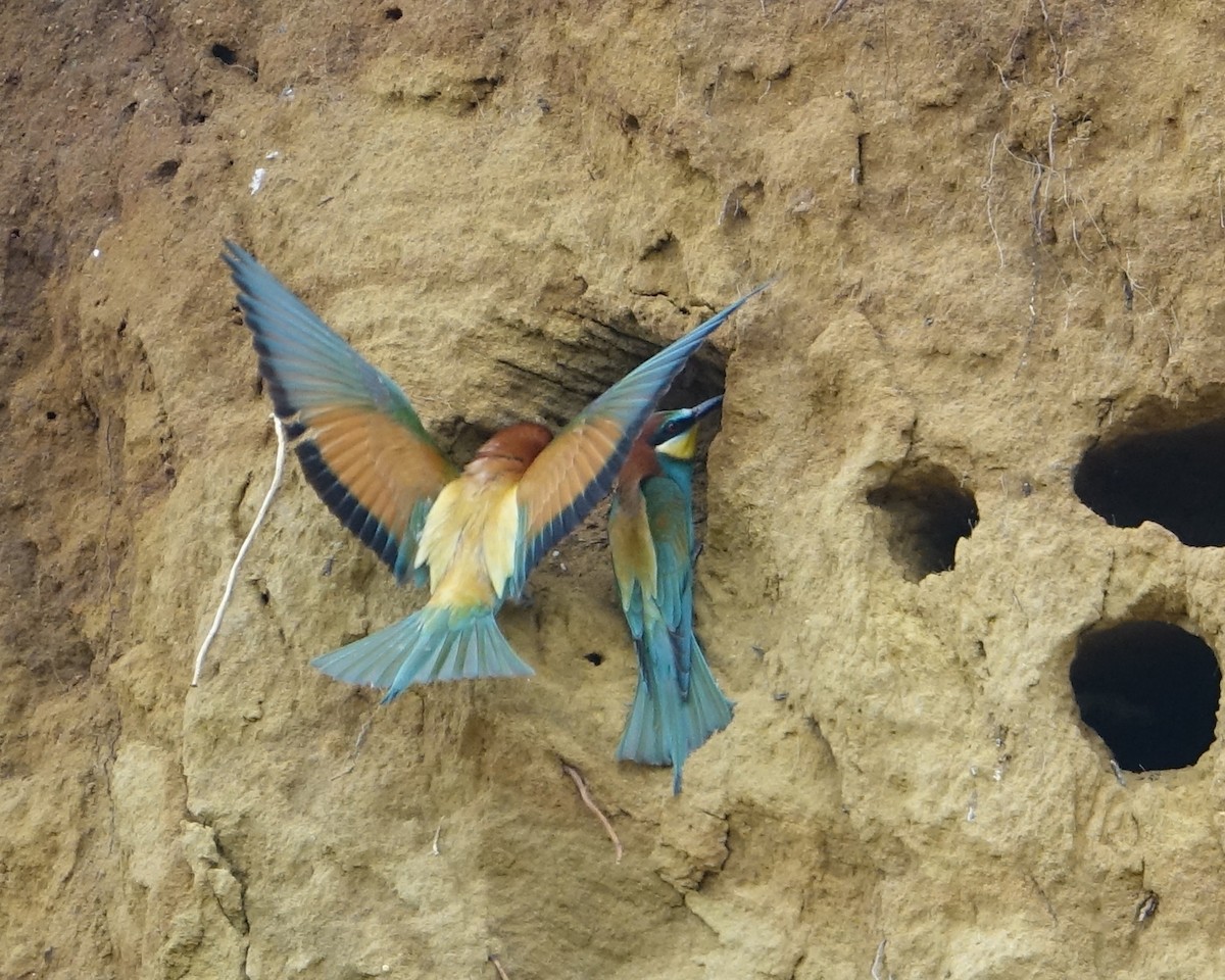 European Bee-eater - ML159532241
