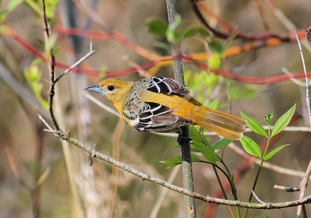 First Alternate female Baltimore Oriole (19 May). - Baltimore Oriole - 