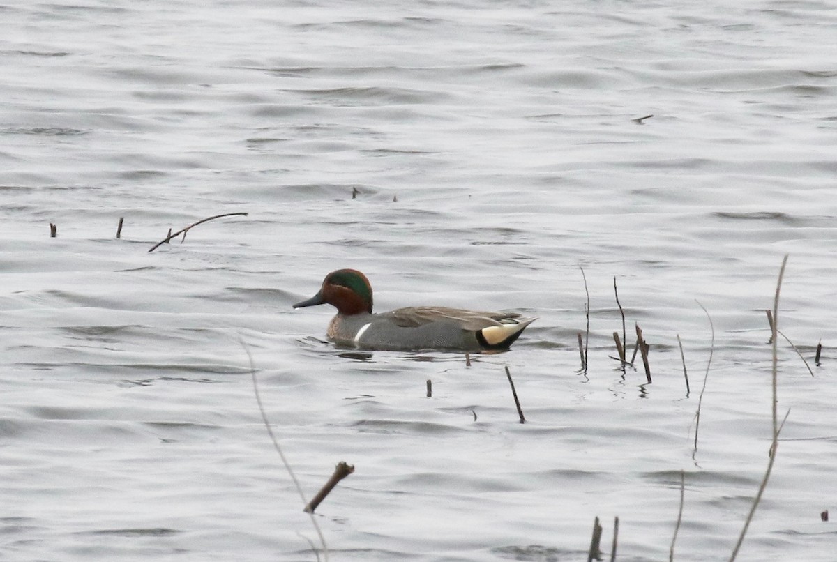Green-winged Teal - ML159539171
